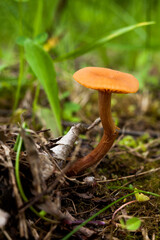 toadstool mushroom