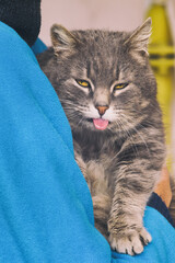 gray cat shows its tongue