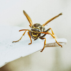 wasp sitting on a piece of plastic