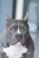 American Bully dog  looking camera