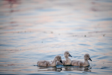 Swan babies in water. Three gray little Mute swan cygnets swimming in lake Geneva. Cygnus olor.