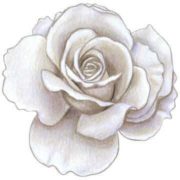 watercolor realistic rose hand drawn