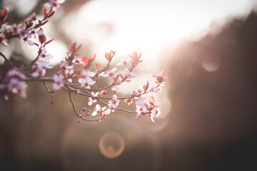 Kirschblüten Bokeh im Sonnenuntergang 