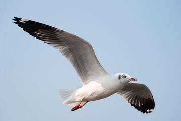 White bird flying on blue sky background.