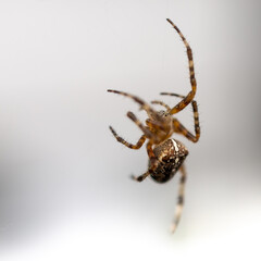 Kreuzspinne