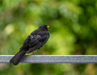 Amsel