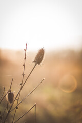 Vertrocknete Distel im Sonnenuntergang 