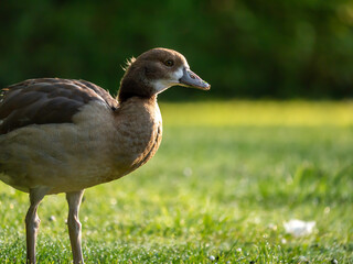 Nilgans