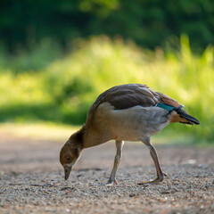 Nilgans