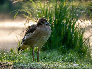 Nilgans