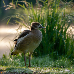 Nilgans