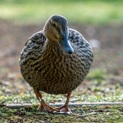 Ente