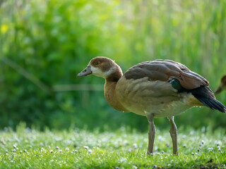 Nilgans