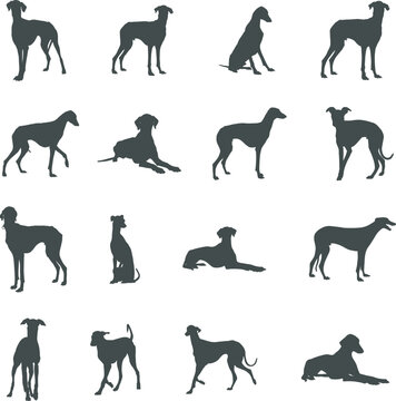 Azawakh dog silhouettes, Azawakh silhouette, Azawakh dog SVG, Azawakh dog vector
