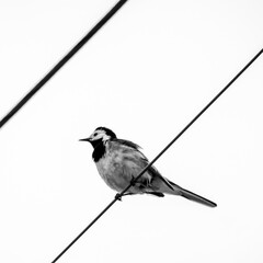 Bachstelze auf Leitung