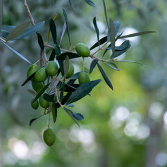 Olivenast