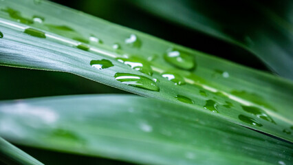 Natur