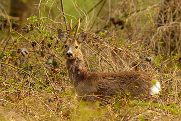 Rehbock (Capreolus capreolus)
