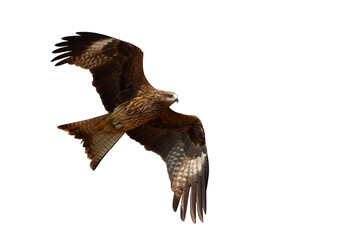 Bird of prey Black kite (Milvus migrans) flying on transparent background png file