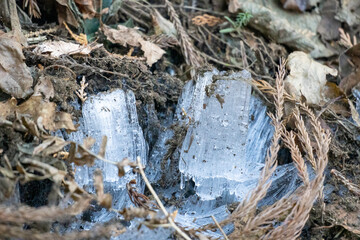 frost columns on Mount Jimba and Mount Takao