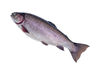 raw rainbow trout isolated on white background