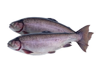 raw rainbow trout isolated on white background