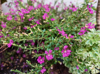 Closeup of beautiful flower blooming in garden, nature photography, natural gardening background, floral wallpaper 