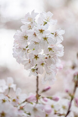 Close up of cherry blossom in spring