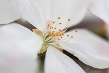 Close up of cherry blossom in spring