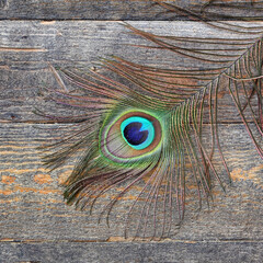 Peacock's feather on the old wooden background. Minimalistic still life of exotic objects on rough wood boards grunge texture. Top view