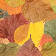 Autumn marvelous colorful leaves background. Autumn leaves texture