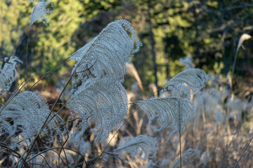Miscanthus sinensis on Takao mountain