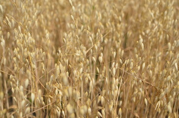 barley.the texture of the barley field.ears of barley.