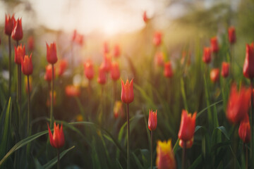 Tulip garden sunrise or sunset spring field background