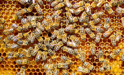 Beautiful honeycomb with bees close-up. A swarm of bees crawls through the combs collecting honey. Beekeeping, wholesome food for health.