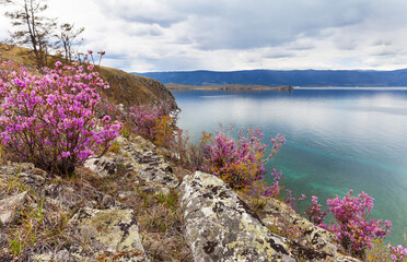 Scenic Spring landscape with blooming wild pink rhododendron (bagulnik or maralnic) on rocky shore of Baikal Lake on May day. Natural seasonal background. Travel on Olkhon Island and spring holidays
