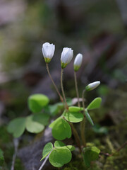 Oxalis acetosella, commonly known as Wood Sorrel or Common Wood-sorrel, wild spring flower from Finland
