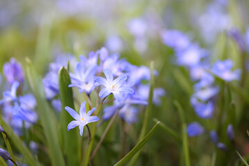 Fototapeta premium Glory-of-the-snow, also called blue giant, Scilla forbesii, blue spring flower from Finland