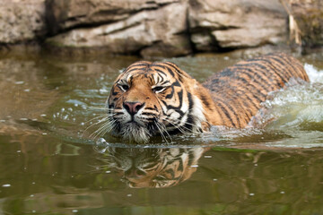 Fototapeta na wymiar Sumatran tiger swim in deep water of the lake Lingkat and his head is mirrored in the water. Sumatran tiger male swim in the waves after jump into the water on backdrop rocks. Indonesia Kerinci nature