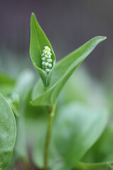 Obraz premium May Lily, Maianthemum bifolium, wild poisonous plant from Finland
