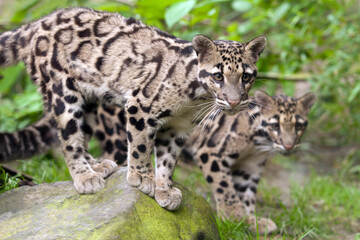 Two young clouded leopards standing side by side on a stone in Taman Negara National Park. Mainland clouded leopard in wild nature of Malaysia on the background of dense vegetation. Neofelis nebulosa
