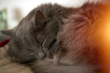 Domestic grey cat sleeps indoors.