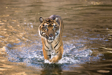 Malayan tiger male walk in water at the shore of lake Kenyir in Taman Negara National Park at sunset. Evening scene from Malaysia wilderness with wet tiger in foamy water. Panthera tigris jacksoni - obrazy, fototapety, plakaty