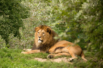 Barbary lion hidden in dense vegetation in nature. Outdoor scene with lion extinct in the wild Atlas mountains. Atlas lion male lies on a hill in the grass in the countryside of thick bushes and trees