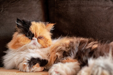Portrait of a Persian cat in the room.
