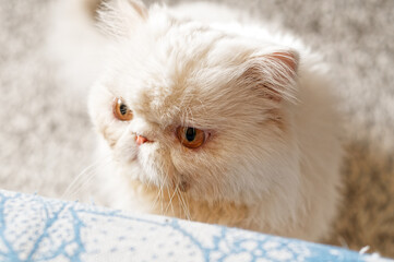 Portrait of a white Persian cat in the room.