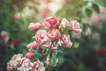 Beautiful pink roses in summer bloming garden, vintage background, sunrise nature bokeh