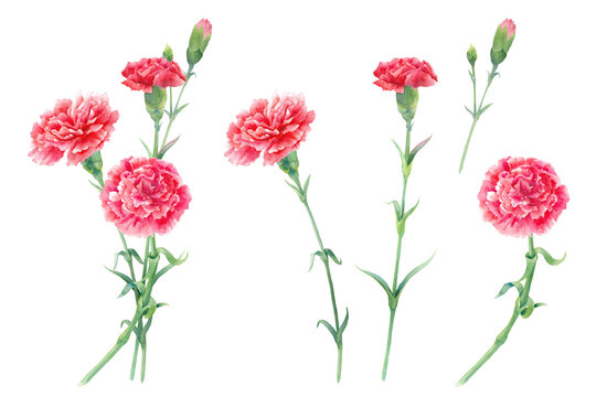 赤いカーネーションの水彩イラスト。母の日の装飾。