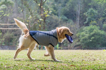 Golden retriever playing frisbee on the grass
