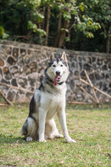 Husky sitting on the grass
